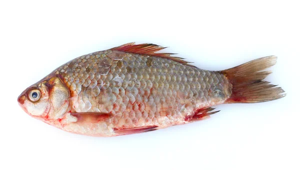 Свіжа риба ізольована на білому — стокове фото