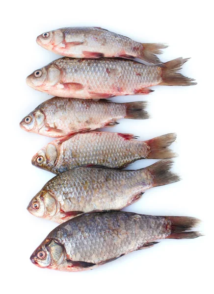 孤立在白色的新鲜鱼类 — 图库照片