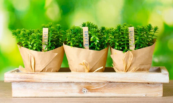 Thymianpflanzen in Töpfen mit schönem Papierdekor auf Holzständer auf grünem Hintergrund — Stockfoto