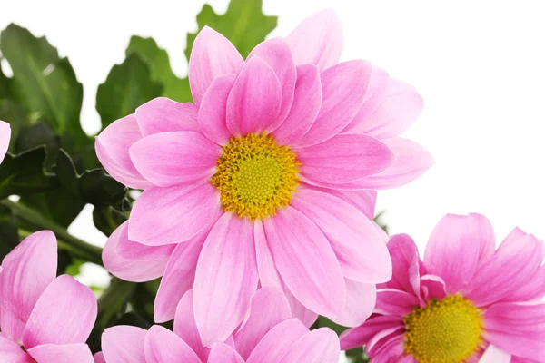 Pink chrysanthemum flowers close-up isolated on white — Stock Photo, Image