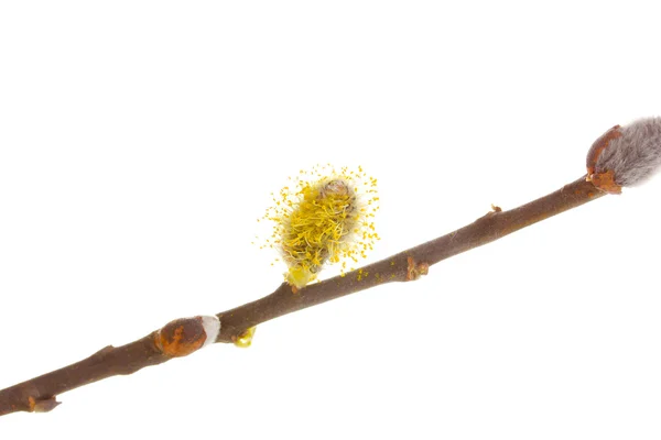 Pussy-willow twig isolated on white — Stock Photo, Image