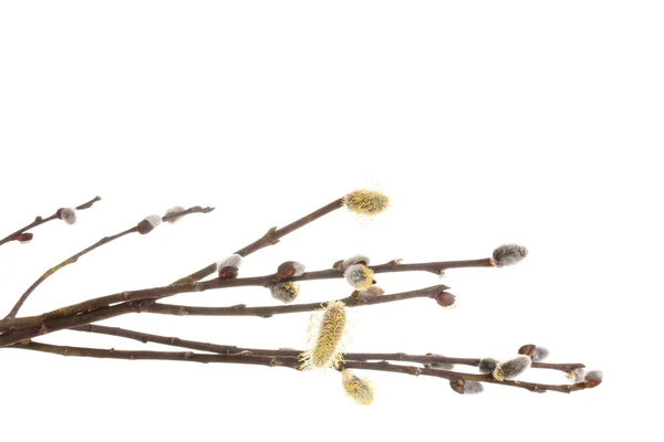 Pussy willow twijgen geïsoleerd op wit — Stockfoto