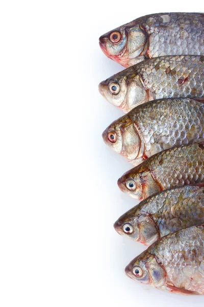 Fresh fishes isolated on white — Stock Photo, Image