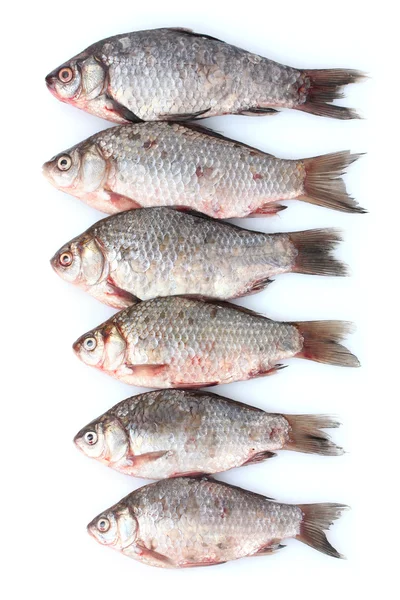 白で隔離される新鮮な魚 — ストック写真