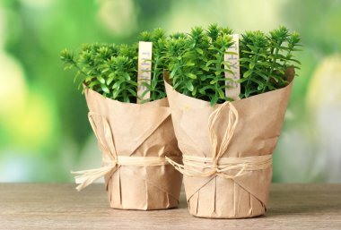 Thyme herb plants in pots with beautiful paper decor on wooden table on green background clipart