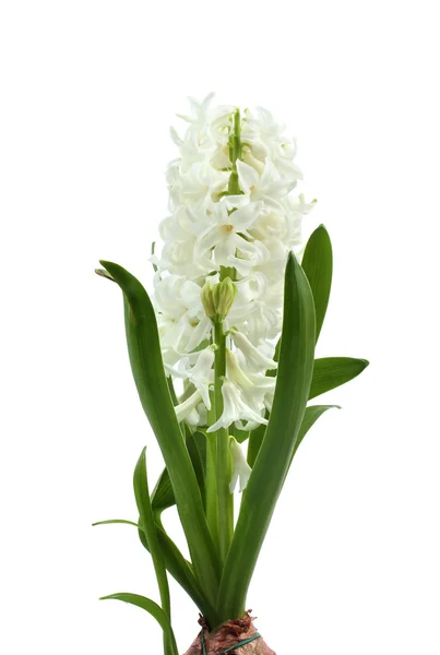 Mooie witte hyacint geïsoleerd op wit — Stockfoto