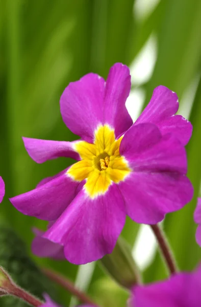 Beautiful purple primrose in green garden close up — Stock Photo, Image