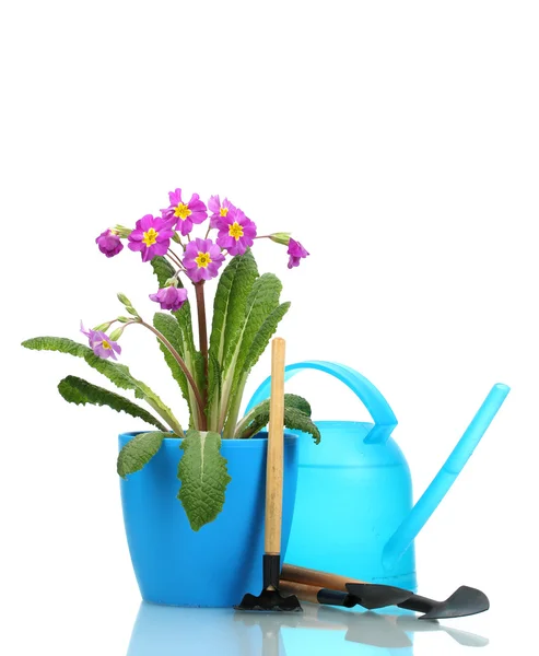 Bela prímula roxa em um vaso de flores, ferramentas de jardim e regador pode isolado em branco — Fotografia de Stock