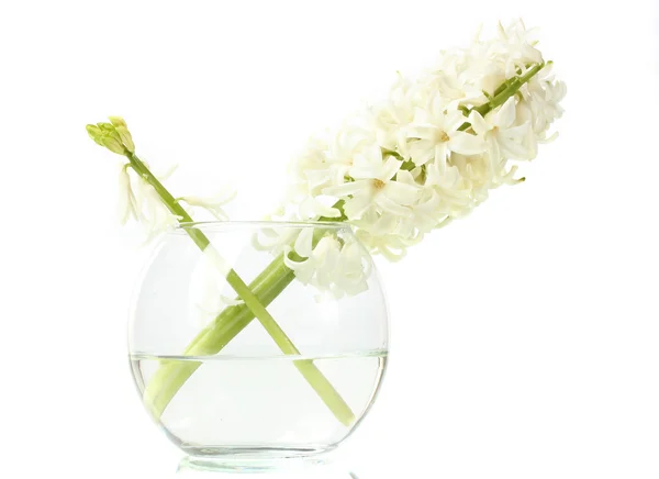 Beautiful white hyacinth in transparent vase isolated on white — Stock Photo, Image