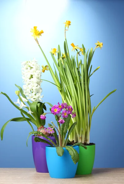 Schöne Frühlingsblumen in Töpfen auf Holztisch auf blauem Hintergrund — Stockfoto