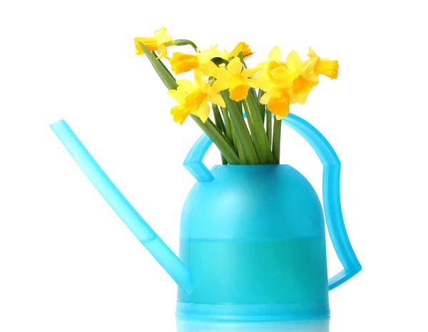 Beautiful yellow daffodils in watering canisolated on white — Stock Photo, Image