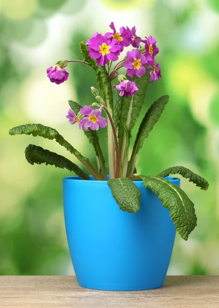Schöne lila Primel in einem Blumentopf auf Holztisch auf grünem Hintergrund — Stockfoto