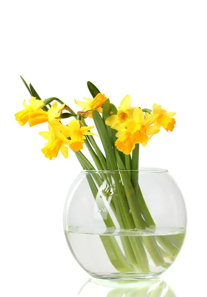 Красиві жовті нарциси в прозорій вазі ізольовані на білому — стокове фото
