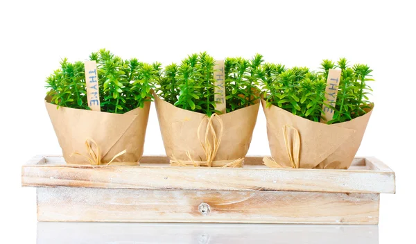 Plantas de hierba de tomillo en macetas con hermosa decoración de papel en soporte de madera aislado en blanco — Foto de Stock