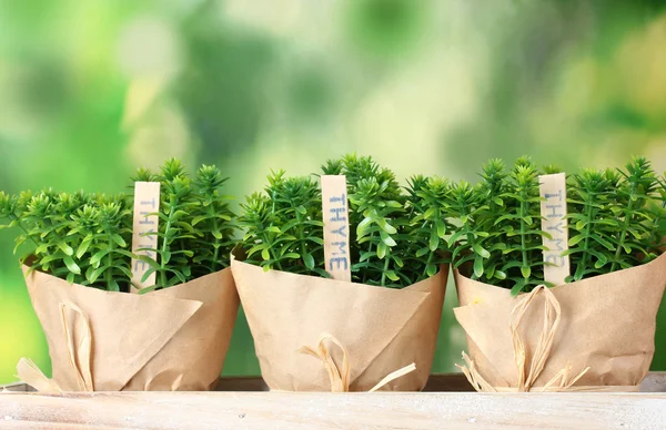 Plantas de erva de tomilho em vasos com bela decoração de papel em suporte de madeira no fundo verde — Fotografia de Stock