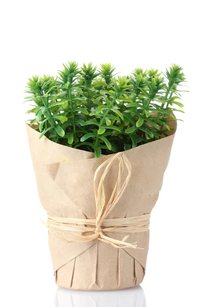 Thyme herb plant in pot with beautiful paper decor isolated on white — Stock Photo, Image