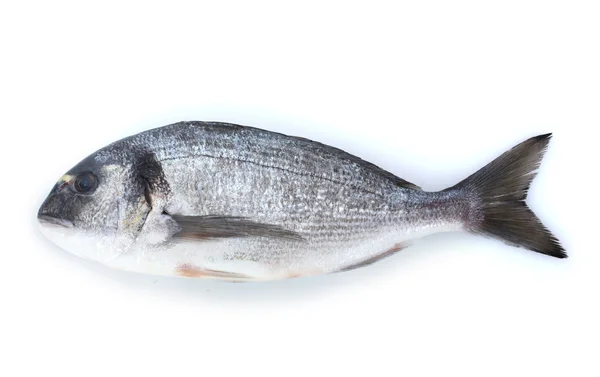 Verse vis geïsoleerd op wit — Stockfoto