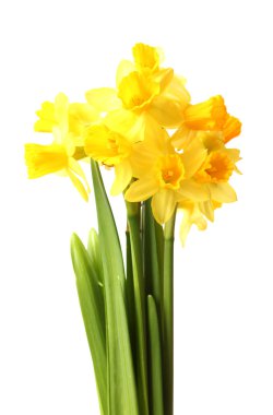 Beautiful yellow daffodils isolated on white clipart