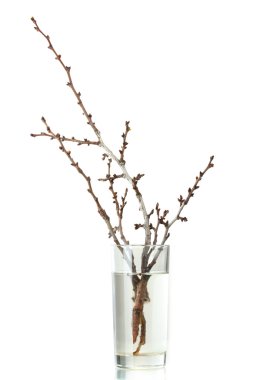 Beautiful apricot blossoms in vase isolated on white clipart