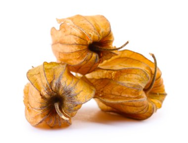 physalis yığını üzerinde beyaz izole