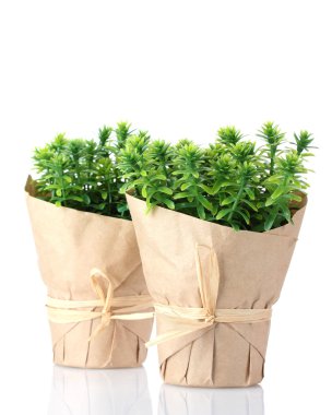 Thyme herb plants in pots with beautiful paper decor isolated on white clipart