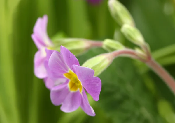 Piękne fioletowe wiesiołka w zielonym ogrodzie z bliska — Zdjęcie stockowe