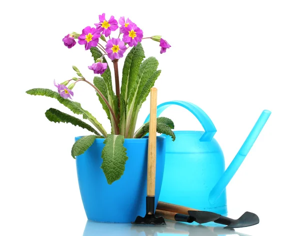 花盆、 花园工具和喷壶孤立在白色的美丽紫色月见草 — 图库照片