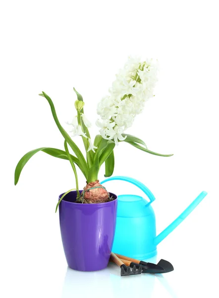 Bellissimo giacinto bianco in vaso da fiori viola, annaffiatoio e attrezzi da giardino isolati su bianco — Foto Stock