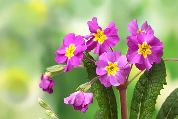 Beautiful purple primrose on green background — Stock Photo, Image
