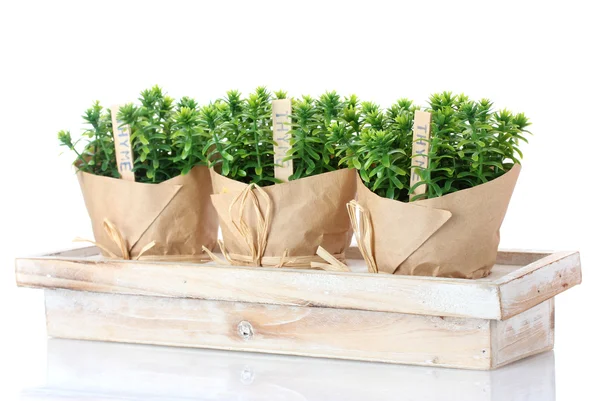 Plantas de hierba de tomillo en macetas con hermosa decoración de papel en soporte de madera aislado en blanco —  Fotos de Stock