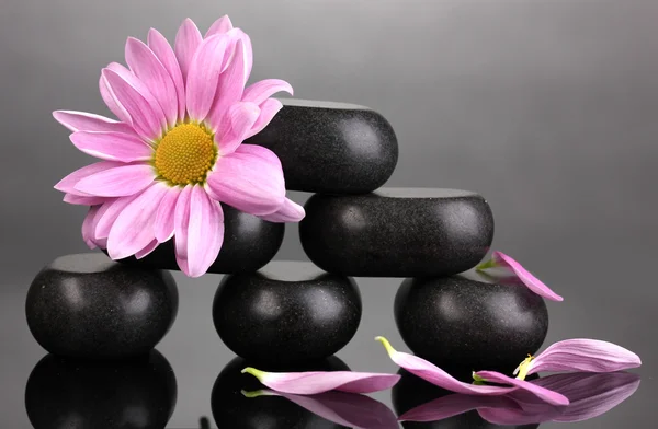Pedras de spa e flor no fundo cinza — Fotografia de Stock