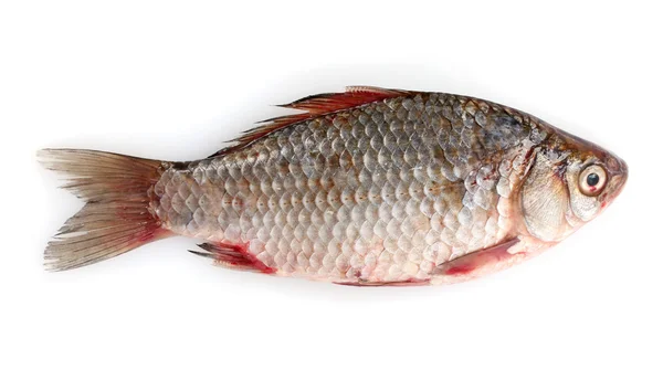 Peixe fresco isolado em branco — Fotografia de Stock