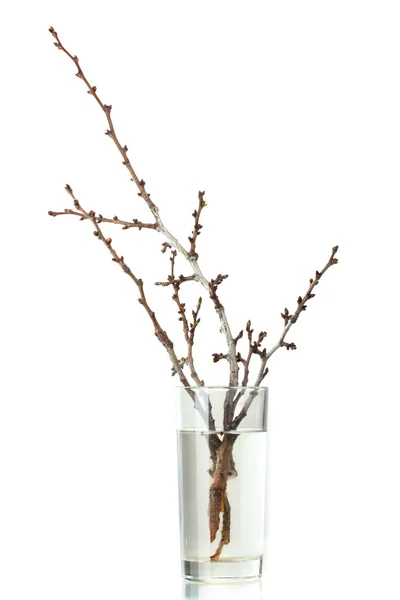 Hermosas flores de albaricoque en jarrón aislado en blanco —  Fotos de Stock