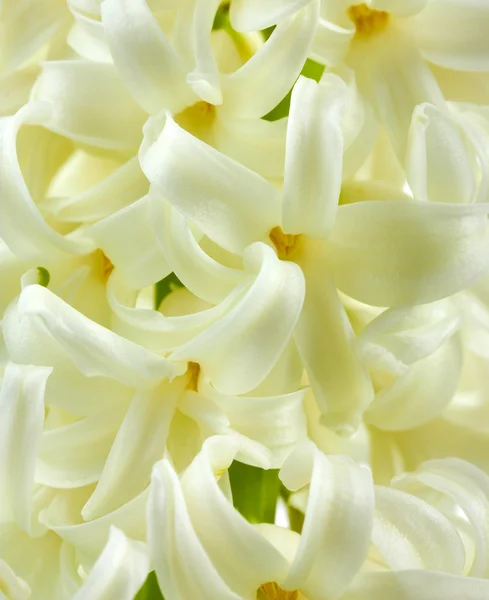 Piękny biały Hiacynt z bliska — Zdjęcie stockowe