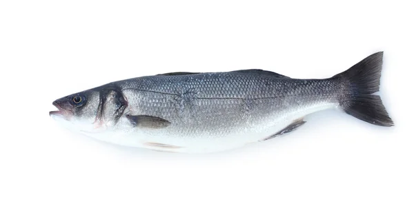 Frischer Fisch isoliert auf weiß — Stockfoto