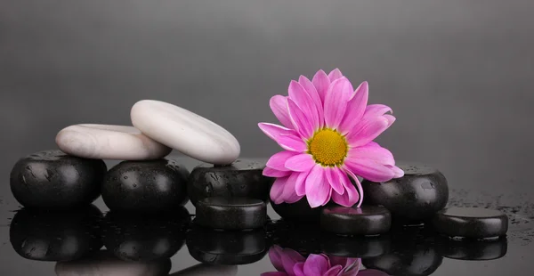 Wellness-Steine und Blume mit Wassertropfen auf grauem Hintergrund — Stockfoto