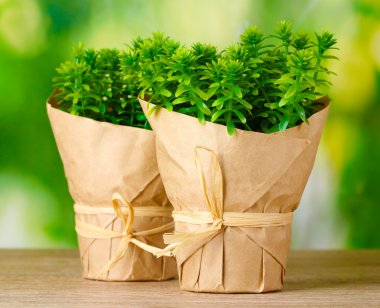 Thyme herb plants in pots with beautiful paper decor on wooden table on green background clipart