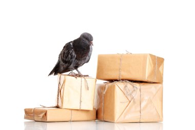 One grey messenger-pigeon and parcels isolated on white clipart