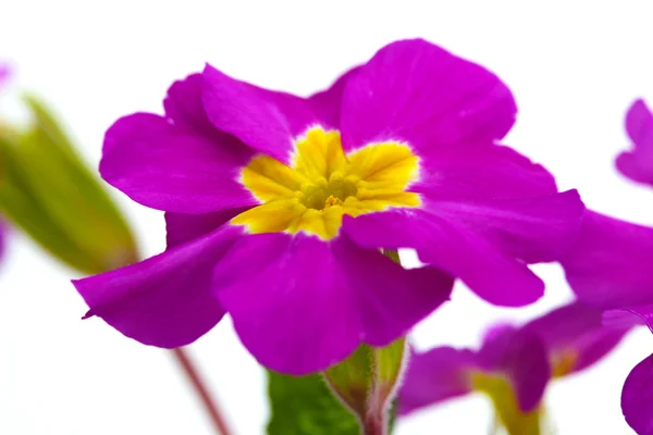 Mooie paarse primrose geïsoleerd op wit — Stockfoto
