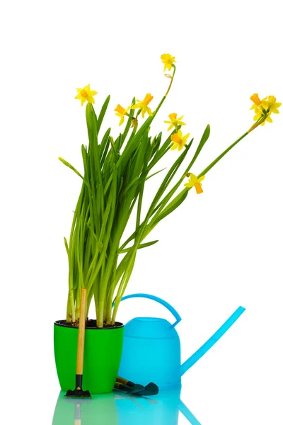 Beautiful yellow daffodils, watering can and garden tools isolated on white — Stock Photo, Image