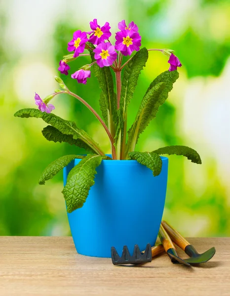 Beautiful purple primrose in a flowerpot and garden tools on wooden table on green background — Stock Photo, Image