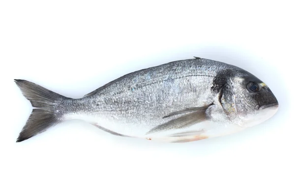 Färsk fisk isolerad på vitt — Stockfoto