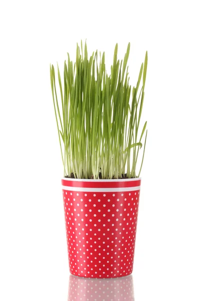 Erba verde in un vaso da fiori isolato su bianco — Foto Stock