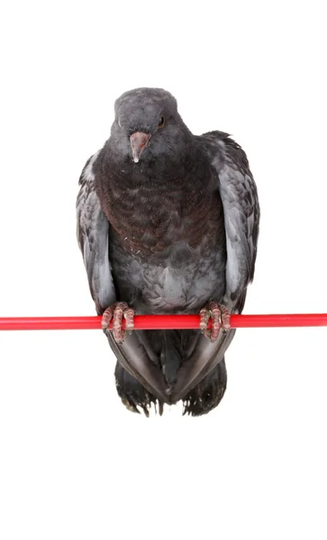Um pombo cinzento sentado isolado no branco — Fotografia de Stock