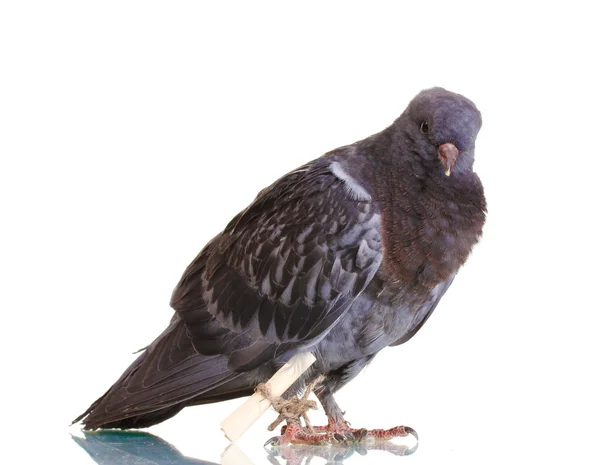 One grey messenger-pigeon isolated on white — Stock Photo, Image