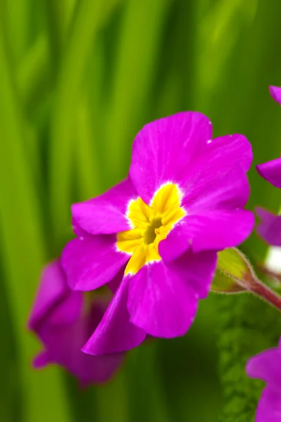 Bella primula viola nel giardino verde da vicino — Foto Stock