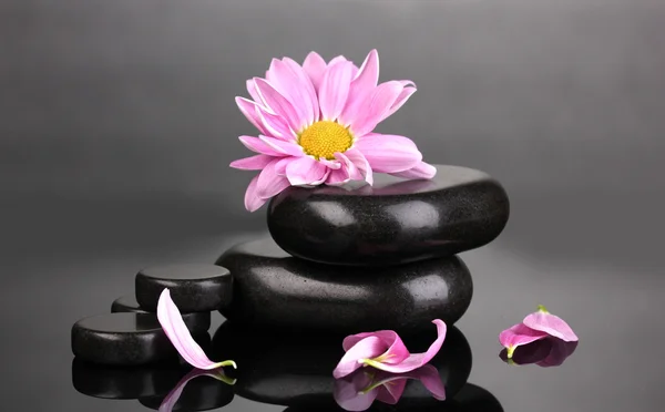 Wellness kameny a květiny na šedém pozadí — Stock fotografie