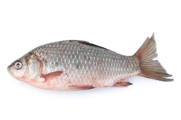 白に隔離された新鮮な魚は — ストック写真
