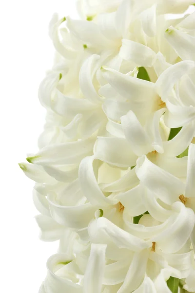 白で隔離される美しい白いヒアシンス — ストック写真
