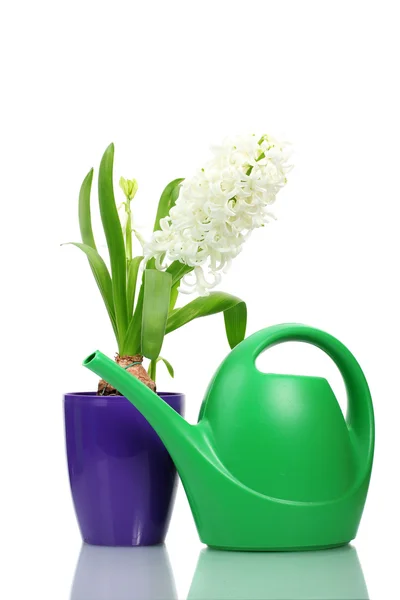 Beautiful white hyacinth in purple flowerpot and watering can isolated on white — Stock Photo, Image